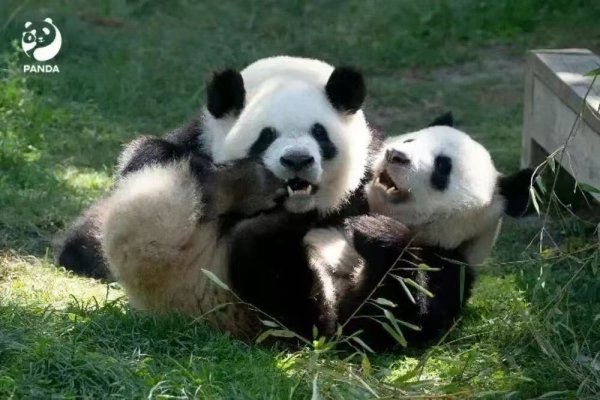 泛策略 来了！“海归”熊猫兄弟空降广州，萌力指数UP！